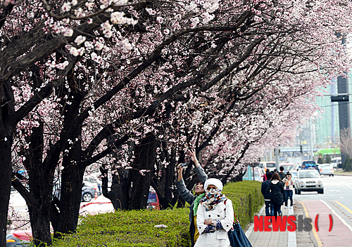 【서울=뉴시스】이종철 기자 = 여의도 벚꽃축제로 불리우는 ‘한강 여의도 봄꽃축제’가 12일부터 일주일간 여의도 윤중로 일대에서 열린다. 9일 미리가 본 여의도 윤중로에는 강하고 차가운 바람이 부는 가운데도 일찍 개화한 봄꽃을 보려는 나들이객들이 꽃길을 걷고 있다.&nbsp; 여의도벚꽃 축제는 매년 수백만 명의 인파가 몰리는 서울의 대표적인 문화축제로서 올해는 ‘꽃들에게 사랑을, 당신에게 힐링을’ 주제로 진행된다.&nbsp; jc4321@newsis.com