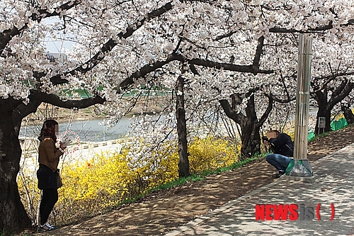 【청주=뉴시스】엄기찬 기자 = 11일 오후 충북 청주 무심천에서 벚꽃을 꺾어 사진을 찍는 몰지각한 시민의 행태가 눈살을 찌푸리게 하고 있다.&nbsp; dotor0110@newsis.com&nbsp; 