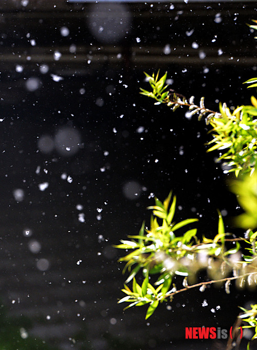 【성남=뉴시스】박태홍 기자 = 초여름 날씨를 보인 11일 오후 경기 성남시 분당구 이매동 매송2교 아래에서 버드나무 꽃가루가 눈처럼 바람에 날리고 있다.&nbsp;&nbsp; hipth@newsis.com 