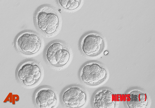 【뉴욕=AP/뉴시스】오리건 보건과학대학이 제공한 배양 중인 복제인간배아 사진. 과학자들이 마침내 오랜 숙원 목표인 인간의 배아줄기세포 복제에 성공해 앞으로 당뇨병과 파킨슨병 같은 질병에 대한 새 치료법들이 개발될 수 있을 것으로 보인다. 생명공학 전문지 ‘셀(Cell)’이 15일(현지시간) 미국 오리건 보건과학대학(OHSU) 과학자들이 여성들에게 기증받은 난자들에서 복제배아 6개를 배양했다고 보고서를 발표했다. 이번 연구를 주도한 슈크라트 미탈리포프 미 오리건 보건과학대학(OHSU) 교수는 인간 배아줄기세포 복제 성공은 한 차례 기술 혁신과 그 과정 속 일련의 단계들을 수정하면서 이룬 성과라고 밝혔다.