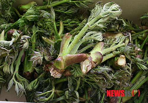 【인제=뉴시스】한윤식 기자 = 18일 강원 인제군 기린면 진동계곡에서 산나물축제가 열린 가운데 산지에서 채취한 두릅이 인길르 끌었다. 매년 5월 개최되는 산나물축제를 통해 산나물 캐기는 물론 먹거리 장터, 목공예 체험, 산천어잡기 등의 체험프로그램과 볼거리를 준비해 많은 관광객들의 이목을 끌고 있다.&nbsp; ysh@newsis.com