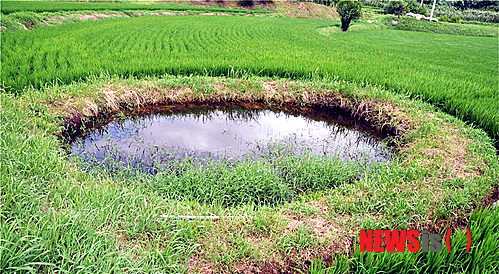 【수원=뉴시스】강종민 기자 = 논에 물을 대기 위해 인위적으로 조성한 둠벙(웅덩이의 방언). 농촌진흥청은 둠벙이 있는 논이 둠벙이 없는 논보다 수서무척추동물이 2.7배 많이 서식해 논 생태계의 생물 다양성을 크게 증진시킨다는 연구결과를 21일 내놓았다. (사진=농진청 제공)&nbsp; photo@newsis.com 