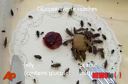 【뉴욕=AP/뉴시스】아야코 와다-카츠마타에서 제공한 동영상에서 캡처한 사진으로 당을 싫어하는 바퀴벌레들이 당이 든 젤리를 피하고 땅콩버터를 좋아하는 것을 보여준다. 30년 동안, 사람들은 독약을 섞은 단맛의 미끼로 바퀴벌레를 퇴치하려 했다. 그러나 1990년대 초 이전 제품의 효과가 없어졌다. 일부 바퀴벌레는 단맛을 싫어해 과당을 거부하고 있다. 이후 연구들에서 바퀴벌레가 특히 시럽에 있는 포도당에 대한 신경을 끊은 것으로 나타났다. 과학자들은 23일(현지시간) 음식에 대해 뇌에 신호를 보내는 특정 신경의 변화가 이 연구의 핵심이라고 보고했다.