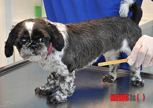 【서울=뉴시스】15개월 된 시추인 '레이디'는 11㎝가 넘는 아이스크림 막대를 삼킨 후 몸이 아프기 시작했다. (사진출처: 메트로)