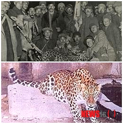 【서울=뉴시스】오제일 기자 = 우리나라는 '표범 왕국'이었다. 한국의 표범은 아무르 표범으로 한반도와 중국 동북부, 러시아 극동지역에 주로 서식했다. 오랜 시간 우리 민족과 함께 살아왔던 한국 표범이 멸종의 대열에 들어선 것은 일제 강점기부터다.&nbsp; 조선총독부 통계에 따르면, 일제가 사람을 해치는 짐승을 없애겠다는 명분으로 16년 간 공식적으로 사살한 표범은 624마리다. 일본정부 기록에는 1092마리가 사살된 것으로 나와 있기도 하다. 산업화를 거치며 서식지를 잃은 표범은 서서히 자취를 감췄다.&nbsp; 한반도에서 표범의 포효가 마지막으로 울린 지 50여년, KBS 1TV 다큐멘터리 프로그램 'KBS 파노라마'가 '한반도에서 표범은 완전히 멸종된 것일까?'라는 물음을 품고 길을 나섰다. '표범의 마지막 포효'는 이들의 여정을 담은 다큐멘터리다.&nbsp; "진돗개 크기만 한 두 마리가 대치하고 있더라고요. 소리를 질러도 도망가지도 않고 한 5분 그렇게 있었습니다. 서로 노려보면서 계속 칵칵 소리를 지르더라고요."(표범을 목격한 주민 인터뷰 중)&nbsp; 1962년 오도산에서 마지막으로 잡힌 표범에 대한 목격자의 증언부터 최근 표범을 봤다는 이들의 제보를 따라 한반도를 훑었다. '표범 보호를 위해 '표범의 땅'을 구획하고 있는 러시아도 방문했다.&nbsp; 러시아 정부의 표범 보호 정책과 전문가들의 인터뷰 등을 통해 한반도에 표범이 다시 살아갈 수 있다는 희망을 찾는다. 아울러 '표범이 한반도에 돌아왔을 때 생태계에 어떤 일들이 일어날 수 있을까?', '우리는 어떤 준비를 해야 할까?'라는 질문의 답도 모색한다.&nbsp; KBS 파노라마는 '표범의 마지막 포효'를 비롯해 호랑이와 표범이 없는 한반도에서 숲의 제왕자리를 꿰찬 담비를 다룬 '숲속의 제왕, 담비', 한반도에서 사라진 사향노루를 4년 추적 끝에 영상에 담은 '사향노루의 슬픈 전설', 한반도 40여곳을 훑으며 여우를 찾아 헤맨 '여우의 꿈' 등 4개 작품을 '한반도 야생은 살아있다'로 묶었다.&nbsp; 윤진규 CP는 "심혈을 기울여 야생을 추적한 프로그램이다. 한반도에서 사라졌다고 믿고 있던 표범·여우·사향노루 등 대형 동물들이 실존하고 있는지를 짧게는 1년, 길게는 4년동안 추적해서 밝혀냈다"고 전했다.&nbsp; 6월7일 '표범의 마지막 포효'를 시작으로 매주 금요일 밤 10시 KBS 1TV를 통해 4부작을 내보낸다.&nbsp; kafka@newsis.com