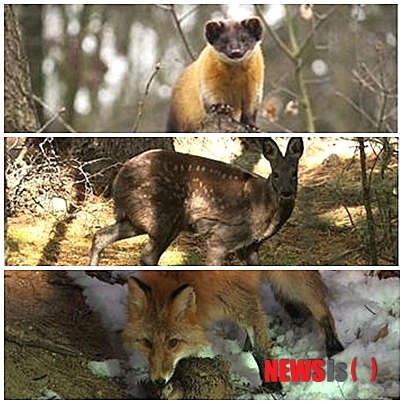 【서울=뉴시스】오제일 기자 = 우리나라는 '표범 왕국'이었다. 한국의 표범은 아무르 표범으로 한반도와 중국 동북부, 러시아 극동지역에 주로 서식했다. 오랜 시간 우리 민족과 함께 살아왔던 한국 표범이 멸종의 대열에 들어선 것은 일제 강점기부터다.&nbsp; 조선총독부 통계에 따르면, 일제가 사람을 해치는 짐승을 없애겠다는 명분으로 16년 간 공식적으로 사살한 표범은 624마리다. 일본정부 기록에는 1092마리가 사살된 것으로 나와 있기도 하다. 산업화를 거치며 서식지를 잃은 표범은 서서히 자취를 감췄다.&nbsp; 한반도에서 표범의 포효가 마지막으로 울린 지 50여년, KBS 1TV 다큐멘터리 프로그램 'KBS 파노라마'가 '한반도에서 표범은 완전히 멸종된 것일까?'라는 물음을 품고 길을 나섰다. '표범의 마지막 포효'는 이들의 여정을 담은 다큐멘터리다.&nbsp; "진돗개 크기만 한 두 마리가 대치하고 있더라고요. 소리를 질러도 도망가지도 않고 한 5분 그렇게 있었습니다. 서로 노려보면서 계속 칵칵 소리를 지르더라고요."(표범을 목격한 주민 인터뷰 중)&nbsp; 1962년 오도산에서 마지막으로 잡힌 표범에 대한 목격자의 증언부터 최근 표범을 봤다는 이들의 제보를 따라 한반도를 훑었다. '표범 보호를 위해 '표범의 땅'을 구획하고 있는 러시아도 방문했다.&nbsp; 러시아 정부의 표범 보호 정책과 전문가들의 인터뷰 등을 통해 한반도에 표범이 다시 살아갈 수 있다는 희망을 찾는다. 아울러 '표범이 한반도에 돌아왔을 때 생태계에 어떤 일들이 일어날 수 있을까?', '우리는 어떤 준비를 해야 할까?'라는 질문의 답도 모색한다.&nbsp; KBS 파노라마는 '표범의 마지막 포효'를 비롯해 호랑이와 표범이 없는 한반도에서 숲의 제왕자리를 꿰찬 담비를 다룬 '숲속의 제왕, 담비', 한반도에서 사라진 사향노루를 4년 추적 끝에 영상에 담은 '사향노루의 슬픈 전설', 한반도 40여곳을 훑으며 여우를 찾아 헤맨 '여우의 꿈' 등 4개 작품을 '한반도 야생은 살아있다'로 묶었다.&nbsp; 윤진규 CP는 "심혈을 기울여 야생을 추적한 프로그램이다. 한반도에서 사라졌다고 믿고 있던 표범·여우·사향노루 등 대형 동물들이 실존하고 있는지를 짧게는 1년, 길게는 4년동안 추적해서 밝혀냈다"고 전했다.&nbsp; 6월7일 '표범의 마지막 포효'를 시작으로 매주 금요일 밤 10시 KBS 1TV를 통해 4부작을 내보낸다.&nbsp; kafka@newsis.com