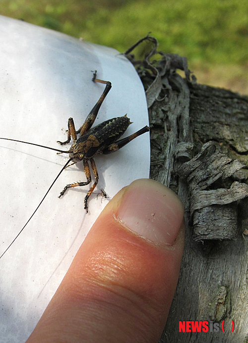 【영동=뉴시스】김기준 기자 = 충북 영동군에 농작물을 갉아먹는 갈색여치가 또 출현해 과수농가에 비상이 걸린 가운데 3일 영동읍 비탄리 한 복숭아밭에 갈색여치가 곤충용 접착제에 달라붙어 있다. (사진=영동군청 제공)&nbsp; photo@newsis.com 