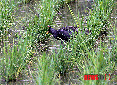 [서산=뉴시스] 지난 2013년 서산시 음암면 도당리 도당천 인근 논에서 발견된 천연기념물 446호 뜸부기. (사진=뉴시스 DB). photo@newsis.com