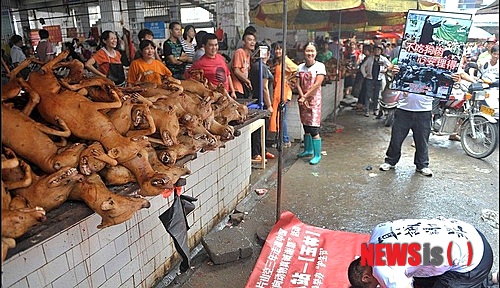 【서울=뉴시스】지난해 하지 개고기 축제가 개막된 중국 광시(廣西)좡족자치구 위린(玉林)의 한 농수산 시장에서 한 애견 애호가가 개고기가 팔려나가고 있는 노점 앞에서 절을 하고 있다. 올 하지인 21일 현지 전통 축제인 '리즈(荔枝)·개고기 축제'가 개막된 가운데 이번 축제 동안 10만 마리의 개가 도살될 것으로 예상돼 논란이 되고 있다. (사진 출처: 신화왕) 2013.06.22