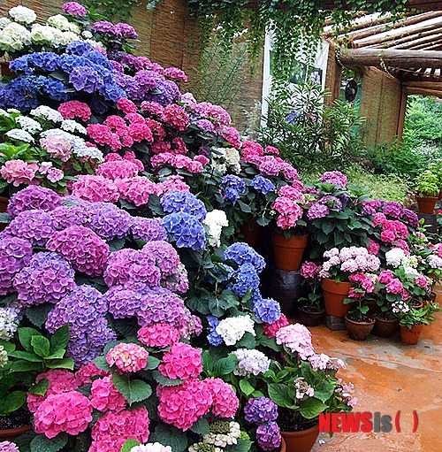 【가평=뉴시스】문영일 기자 = 경기 가평군 상면에 있는 아침고요수목원은 다음달 14일까지 산수국 등 90여 종의 수국전시회를 열고 있다. 2013.06.23. (사진=아침고요수목원 제공) photo@newsis.com