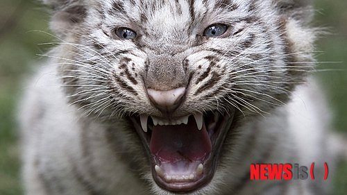 【서울=뉴시스】원추의 '오늘의 운세' 2013년 6월29일 토요일 (음력 5월21일·병인) ▶쥐띠 = 서두르지 않아도 될 듯하다고 바늘허리에 실을 매는 일 없도록 할 것. 어젯밤에 물 꿈을 꿨으면 복권이라도 한 장 사보는 것이 좋겠다. 북쪽에 행운이 있으니 도움 줄 자 잡아라. ▶소띠 = 준비도 없이 악산을 등산하는 사람은 길을 잃지 않고 때가 돼 하산하는 격으로 뜻한 바가 순조롭게 진행될 징조다. 그러나 기분이 좋다고 음주하면 늦은 시간 기분 망치기 쉽다. 1·5·12월생은 조심할 것. ▶범띠 = 꽃이 피면 봄임을 알고 눈이 오면 겨울이란 것은 누구나 알 것이다. 당신이 생각지도 않던 사람이 찾아와 도움을 주겠으나 자리를 비우면 기회를 놓친다. 돼지·닭·원숭이·토끼띠가 도움 줄 듯. ▶토끼띠 = 연인과 함께 음식점에서 사 먹는 소라 속에 진주를 얻는 황제처럼 큰 의미가 없다고 생각한 일이 더 큰 소득을 얻을 수 있다. 돼지·닭·원숭이띠에 협조만 얻으면 당신에게 행운이 올 듯. ▶용띠 = 저축도 없이 쓰기만 하면 쓸 때는 좋겠으나 목돈이 필요할 때는 후회할 것이니 참아라. 백원이 천원이요 백이 억으로 변하니 저축하라. 사랑하는 자의 눈치를 보지 않아도 3·4·9월생은 웃는다. ▶뱀띠 = 아들만 기다리는 딸을 가진 아빠가 아내의 임신 소식을 들은 것처럼 일주일의 7일이 긴장된 한주가 될 것이다. 그 기다림이 보람을 느끼는 일이 될 것이니 성급한 마음을 버리고 서서히 추진하라. 얻을 것이다. 서북쪽 약속한 일 성사. ㅈ·ㅂ·ㅎ성씨 애정의 난. ▶말띠 = 가고자 하는 길이 멀다 생각했는데 눈앞에 와 있다. 하면 된다는 긍지로 밀고 나가라. 말·닭·돼지띠에게 청탁하면 쉽게 풀린다. 4·5·6월생 붉은색 입으면 자신감 생기고 ㄱ·ㅂ·ㅇ성씨는 금전유통 불길하니 새로운 길을 모색할 것. ▶양띠 = 어릴 때는 미래를 장년은 현재를, 노년은 과거를 생각하는 것처럼 1·5·9월생 ㄱ·ㅂ·ㅅ성씨는 지나친 고민 버리고 오늘만 생각하라. 욕심으로 화를 부르게 되니 매사 조심할 것. 검은색을 입은 사람은 기분 좋은 날이 못 된다. ▶원숭이띠 = 갈 곳은 많은데 어디로 갈까. 서남쪽 사업은 성취하고 북쪽 일은 지연되며 동쪽 사람에게서 어음을 받겠다. 닭띠나 1월생이 화해를 청할 것 같다. 한발 양보할 때 더 깊은 정이 싹틀 듯. ㄱ·ㅈ성씨가 오늘은 행운아다. ▶닭띠 = 타인의 사정을 듣지 마라. 귀가 얇은 당신에게 도움을 청하려 한다. 그동안 미루어온 일이 내일이면 풀릴 듯. ㅇ·ㅎ·ㅂ성씨는 오늘 도움이 못 된다. 신중한 처사가 중요할 때 한 번쯤 자신을 돌아보는 기회를 가져라. ▶개띠 = 새들은 자기만의 소리가 있듯이 남의 일에 간섭 마라. 오해가 크겠다. 실수가 빈번하니 신용 또한 없다. 오후엔 기분 좋은 일 있겠으나 2·6·12월생을 조심하라. 그들로부터 마음 상할 일이 있어 기분 망치게 될 우려가 있다. ▶돼지띠 = 몇 년 동안 쌓은 탑이 곧 완성되겠다. 동서남북으로 뛰어라. 뜻에 맞는 일자리가 생기겠다. 현재 있는 곳에서 옮기면 후회하리라. 북쪽 사람과 답답함을 상의해 풀어나갈 때 폭넓은 계획이 전개 될 듯. 구삼원 원장 02-959-8493, 010-5584-9393