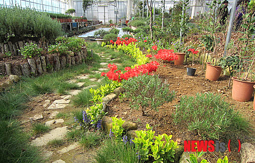 【평창=뉴시스】홍춘봉 기자 = 강원 평창군 진부면 두일 2리에서 ‘평창 산꽃약풀’축제가 3일부터 28일까지 25일 동안 개최된다. 사진은 평창 허브단지 모습.2013.07.04.(사진=평창군 제공)&nbsp; photo@newsis.com 