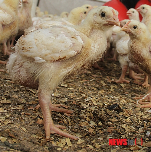 【서울=뉴시스】원추의 '오늘의 운세' 2013년 7월6일 토요일 (음력 5월28일·계유)&nbsp; ▶쥐띠 = 직장인 1·2·7·10월생은 성실한 만큼 대우를 받을 수 있는 날이구나. 자신의 실력을 인정받으니 힘이 솟고 일할 의욕도 고조됨. ㄱ·ㅅ·ㅊ성씨 아들보다 딸 농사를 잘하면 기대 이상으로 큰 기쁨이 있을 것이다.&nbsp; ▶소띠 = 혼자 하기엔 힘겹다. ㅅ·ㅊ성씨 우연히 도와준 것이 인연이 돼 3·4·6·7월생은 동업을 할까 생각할 수 있겠다. 마음을 다스려서 힘들더라도 혼자 힘으로 이루는 것이 좋다. 73년생 ㅁ·ㅂ성씨는 마음 약할 때이니 유혹 조심.&nbsp; ▶범띠 = 자만만 버린다면 뜻한 바를 성취하는 행운의 날. 2·4·6·19월생 자기를 낮추면 높아진다는 말을 상기하면 좋을 듯. 74년생 ㄱ·ㅈ·ㅇ성씨 탈선하지 마라. 특히 이성에 관한 관심이 지나치면 뜻밖의 장애에 부딪힌다.&nbsp; ▶토끼띠 = 51년생 2·4·6·10월생은 일사천리로 일이 진행될 것이다. 신념을 굽히지 말고 내일을 위해 더 많은 노력이 필요할 때임. ㄱ·ㅂ·ㅎ성씨는 대인관계 시 달콤한 말로 접근하는 자는 독약과 같다. 따끔한 충고를 하는 자는 당신에게 보약이다.&nbsp; ▶용띠 = 지금 처해있는 환경이 괴롭더라도 52년생 ㄱ·ㅈ·ㅂ성씨는 의연한 자세로 역경을 이겨야 한다. 앞으로 무모한 사업에 투자는 하지 말 것. 4·5·6월생은 동쪽에서 만나는 사람과 좋지 않은 일만 생길 듯. 검은색은 피하고 붉은색과 친해져라.&nbsp; ▶뱀띠 = 2·3·9·11월생 기혼여성은 욕심 때문에 빚에 몰려 집을 떠나야 하는 위기까지 올 수 있으니 조심. 계획도 없으면서 허영이 가득 차 있어 투자하는 것마다 실패를 자초하는 격. 서·남 간에 있는 건 빨리 처분하라.&nbsp; ▶말띠 = 직장에서 중책을 맡게 되며 능력을 발휘할 기회가 생긴다. 3·7·9월생은 상사에게 인정도 받고 승진할 수 있는 계기가 될 듯. 사업가는 가까운 사람에게 자문하는 게 혼자서 해결하는 것보다 상책. ㅁ·ㅈ·ㅎ성씨는 통찰력이 필요한 날.&nbsp; ▶양띠 = 잎이 무성하면 여름이요 낙엽이 지면 가을임을 알면서도 2·3·4·6월생은 자신의 위치가 지금 인생행로에 어느 시점인지는 모르는 게 아닌가. 기회는 포착하라고 있는 것.&nbsp; ▶원숭이띠 = 장미꽃은 향기는 좋지만 가시가 있듯이 1·4·6·19월생은 달콤한 유혹에 빠지면 헤어날 수 없을뿐더러 후회해도 소용이 없을 듯. ㄴ·ㅈ·ㅎ성씨 투기는 삼가라. 서·북쪽 길.&nbsp; ▶닭띠 = 현재의 위치에서 분발하다 보면 2·5·6월생은 제 길을 찾을 것이다. 오늘 한 가지 이치를 깨닫고 내일 또 한 가지 이치를 깨닫는 것을 오래도록 계속하면 주인공이 될 수 있을 듯. ㄱ·ㅂ·ㅎ성씨는 주관 확립이 신뢰를 부름을 알 것.&nbsp; ▶개띠 = 2·3·6·8월생은 마음속 깊이 사모하는 자세로 상대를 대하라. 이치에 어긋난다는 걸 인식하면서도 자존심 때문에 상대를 무조건 제압하려 든다면 결과는 뻔하다. 본인 마음속의 감정을 스스로 억제해야 언쟁을 면할 수. ㅁ·ㅂ성씨는 쇼핑은 금물.&nbsp; ▶돼지띠 = 아무리 회사 문제일지라도 직장 사람보다는 가족에게 속마음을 털어놓고 협조를 구해야 좋다. 2·4·8월생 동서로 분주하기만 할 뿐 계획에는 차질을 빚게 될 듯. ㄴ·ㅇ·ㅈ성씨 애정표현은 진실만이 통한다는 걸 알라.&nbsp; 구삼원 원장 02-959-8493, 010-5584-9393 