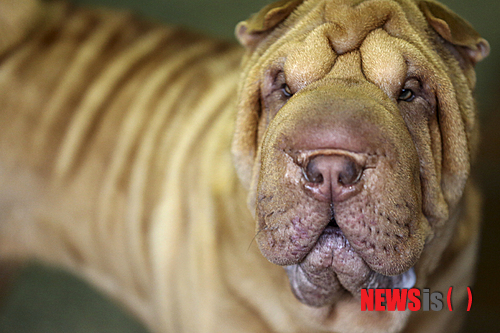 【서울=뉴시스】원추의 '오늘의 운세' 2013년 7월7일 일요일 (음력 5월29일·갑술, 소서)&nbsp; ▶쥐띠 = 독단적인 일 처리는 화를 부른다. 1·3·5·9월생 동료와 의논하는 자세가 좋은 성과를 가져 온다는 걸 명심할 것. 기혼은 직장에 충실한 것은 바람직하지만 가정을 소홀히 하면 모든 것이 허사. ㅁ·ㅂ·ㅍ성씨는 아내에게 신경 쓰는 게 좋을 듯.&nbsp; ▶소띠 = 73년생 1·2·7·8월생인 당신은 고집이 센 것이 흠이나 직장인은 직장에 충실하고 학생은 학업에 열중하기 때문에 주위의 찬사를 들을 때가 많다. 매사 성과가 나타나는 날이니 미루어 두었던 일도 오늘 마무리하면 좋을 듯. 북·동쪽 길.&nbsp; ▶범띠 = 들에 있는 토끼 잡으려다가 집토끼마저 놓칠 염려 있다. 1·4·6·7월생은 좀 더 가정에 신경 써야 할 때임. 특히 가족 중에 환자가 있는 집은 각별히 주의를 기울여야겠다. 62·74년생 ㄴ·ㅅ·ㅎ성씨는 ㅁ·ㅂ·ㅍ성씨를 가까이하지 않는 게 좋을 듯.&nbsp; ▶토끼띠 = 부부 서로 눈치 싸움만 하지 말고 누구든 먼저 솔선수범해 심정을 털어놓으면 상대방의 불만이 무엇인지를 알게 될 것이다. 2·4·7·8월생은 대화하는 습관을 붙이는 게 좋다. 상대를 사랑한다면 요구하는 조건을 가능한 한 들어주도록.&nbsp; ▶용띠 = 자기가 꿈꾼 이상이 깨져 버린다는 생각은 위험천만한 생각. 1·2·5·6월생은 벌써 성급하게 자기를 괴롭히지 말 것. 사업은 차차 정상 궤도에 설 것이다. ㄱ·ㅂ·ㅊ성씨는 하면 된다는 자세가 어느 때보다 절실히 필요함. 검은색은 피하라.&nbsp; ▶뱀띠 = 1·5·8·10월생은 서·북쪽에서 금전이 들어오는 날이다. 이제부터 차차 운이 열리니 생활고 걱정은 묻어 두어도 좋을 듯. 그러나 자만에 빠져 하는 일을 게을리하면 모든 일이 도로아미타불 되는 격. ㅂ·ㅅ·ㅎ성씨 사업가는 오늘 거래를 해서는 안 됨.&nbsp; ▶말띠 = 열 길 물속은 알 수 있으나 한 길 사람 속마음은 알 수가 없구나. ㄱ·ㅂ·ㅇ성씨는 상대의 마음을 모르면서 의지하는 건 어리석은 일. 지금 가는 길이 옳은 길인가를 고민하고 위험수위에 다다르기 전에 뒤돌아봄이 현명할 듯. 7·8·9월생 노란색 삼가.&nbsp; ▶양띠 = 인내하는 자세로 자기의 능력을 발휘해 나간다면 시간은 좀 걸린다 해도 ㄱ·ㅈ·ㅇ성씨는 추진하는 일 성사 가능할 듯. 55년 4·5·6월생은 지극 정성을 다해 타인에게 덕을 베풀면 더 큰 것을 얻는 격. 무엇이든 멀리서 찾지 말고 가까운 데서 찾을 것.&nbsp; ▶원숭이띠 = 하는 일이 원만하지 않지만 2·3·10·12월생은 손익 계산을 따지지 말고 성실함으로 일관한다면 인정받는 날이 될 듯. 토끼띠는 아는 체하지 말고 다른 모든 이에게는 성의껏 행동하라. 모든 것이 유리하게 전개될 것이다. 동·북쪽 길.&nbsp; ▶닭띠 = 가정 밖의 일이 잘 돼도 집안을 단속하지 못하면 모래사장에 집짓기다. 2·3·5·6월생 가정의 문제 해결책은 당신에게 있음을 알 것. ㄱ·ㅁ·ㅍ성씨 예술·창작·학문계통의 일을 하는 사람은 컨디션이 좋아 새로운 아이디어가 떠오르는 기분 좋은 날.&nbsp; ▶개띠 = 남을 알아서 처세에 참고하는 것도 좋지만 1·3·7월생은 자신의 장단점이 무엇인지를 확실히 파악하고 생활하는 게 더 급선무. 일상생활에 치여 바쁘게 다니다 보니 자기를 잃고 지낸 것은 아닌지.&nbsp; ▶돼지띠 = 1·2·5·6월생은 현실적인 이익을 고려하면서도 사람들과의 관계가 원만하기 때문에 직장생활이 어렵지 않다. 오늘 무역, 운송 서비스, 방송, 언론 계통 종사자는 유리한 운이니 힘껏 나가라. 성과를 크게 올릴 수 있을 듯. ㅈ·ㅊ성씨는 건강 조심.&nbsp; 구삼원 원장 02-959-8493, 010-5584-9393 