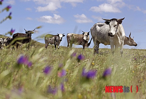 【서울=뉴시스】원추의 '오늘의 운세' 2013년 7월10일 수요일 (음력 6월3일·정축)&nbsp; ▶쥐띠 = 총명한 지혜와 재능을 발휘하지 못하고 3·5·8·11월생은 제자리걸음만 할 운이다. 오늘 직장인은 무슨 일을 하든지 장애가 뒤따라 좌절을 맛보게 될 듯. 그러나 실망은 하지 말 것. 오히려 당신의 노력이 부족했음을 반성하는 계기로 삼아라.&nbsp; ▶소띠 = 1·2·5·12월생은 형제·자매·친구 등의 도움이 있는 날. 평소에 인덕이 없다고 한탄했다면 이게 웬일인가 싶을 정도로 주위사람들이 살갑게 굴고 큰 이익도 주게 될 듯. 앞으로는 남들을 믿는 자세를 견지하라. 경계하면 득이 될게 없다.&nbsp; ▶범띠 = 아직은 실력을 발휘할 시기가 아니니 1·3·8·9월생은 피나는 노력으로 의연하게 때를 기다려야 한다. 짜증과 스트레스가 계속 쌓여 우울하더라도 자기의 마음을 스스로 달래도록. 50년생 ㄴ·ㅅ·ㅎ성씨는 건강에 각별히 신경 써야겠다.&nbsp; ▶토끼띠 = 허세와 교만으로 신망을 잃었으니 곤경에 처해도 협조자가 없구나. 3·8·12월생은 자신의 분수를 알고 진실된 처세로 본인 명예를 회복해야 할 때. 63년생 ㅅ·ㅈ·ㅊ성씨는 남녀 관계 욕심 억제 못 하면 눈물 난다. 감정에 휩쓸리지 마라.&nbsp; ▶용띠 = 64년생 4·5·6월생은 남쪽에 도와줄 사람 있다. 혼자서 고민 말고 당신과 동반한 사람을 찾아 조언을 받아라. 검은색은 피하고 붉은색 옷으로 기를 보충할 것. ㅅ·ㅇ·ㅎ성씨 여성은 아이들 건강에 신경 쓰도록.&nbsp; ▶뱀띠 = 동업을 하려는 1·4·10·12월생은 소띠나 닭띠가 도움되고 서로 단점을 보완하게 될 듯. 단, 1월생은 동업운이 아니니 다른 길을 모색할 것. ㄱ·ㅁ·ㅂ성씨 직장인은 실리적인 태도를 견지해 나가면 기운을 집중시킬 수 있다.&nbsp; ▶말띠 = 가정이 있으면서 딴생각 하면 어려움만 닥친다. 말을 타는 사람은 고삐를 잘 잡아야 말에서 떨어지지 않고 달릴 수 있는 법. 1·2·4·6월생은 남 보기에 행복해 보이는 가정이 아니라 진실이 담긴 따뜻한 가정을 만들라.&nbsp; ▶양띠 = 모든 일엔 순서가 있기 마련. 1·5·7·8월생은 가정에서 지켜야 할 최소한의 위치를 찾아라. 본인 환경과 맞지 않는 분에 넘치는 행동의 결과는 결국 본인의 허영심만 키우는 셈이 된다. ㄱ·ㅈ·ㅇ성씨는 차 떠난 후 손들고 후회 속에서 사는 격.&nbsp; ▶원숭이띠 = 5·7·9·11월생 시작만 하면 성취할 운이다. 본인의 섬세한 성격이 일에도 여실히 드러나 주위 사람들을 감동시키는구나. 그러나 사랑에는 자신이 없다. 상대의 마음을 못 잡아 방황하는 격. ㅁ·ㅂ·ㅍ성씨 투자는 손해니 점검해 보도록.&nbsp; ▶닭띠 = 생활의 흐름이 조금 답답하겠지만 ㅅ·ㅈ·ㅊ성씨는 비관하지 마라. 옆에서 당신의 가능성을 믿는 자에게 실망을 주지 말 것. 69년생 4·7·9·10월생 애정은 자기 욕심만 부리지 말고 상대편을 먼저 생각할 줄 알아야 할 때다. 소·양·개띠가 신경 쓰일 듯.&nbsp; ▶개띠 = 사람들과의 교류를 적극 넓혀라. 1·7·9·10월생은 우물 안 개구리처럼 고집만 부리면 발전이 없다. 이 사람 저 사람과 부딪치면서 성장한다는 걸 염두에 볼 것. 오늘 직장인의 옷차림은 한 가지 포인트가 좋다. ㅅ·ㅈ·ㅊ성씨 금전운 길.&nbsp; ▶돼지띠 = 사업적으로 원만하게 진행되고 있으나 5·6·10·12월생은 자녀문제로 신경 쓸 일 있겠다. 산만한 마음을 가정에 정 붙이도록 배려함이 좋을 듯. 북·동쪽의 친구를 사귀면 좋다. 미혼은 연하의 남성 유혹 주의.&nbsp; 구삼원 원장 02-959-8493, 010-5584-9393 