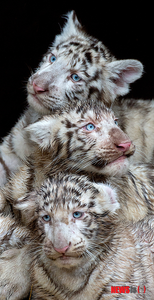 【서울=뉴시스】원추의 '오늘의 운세' 2013년 7월11일 목요일 (음력 6월4일·무인)&nbsp; ▶쥐띠 = 1·2·5·10월생 겉으로는 밝은 모습이지만 속으로는 남모르는 고민을 하고 있다. 혼자서만 뛰니 힘에 부치는구나. 자식문제로도 고심할 수. 미혼인 ㅁ·ㅇ·ㅍ성씨는 유부남에게 정을 주지 마라. 크게 후회하게 된다.&nbsp; ▶소띠 = 잘못된 점을 바로잡아 행동할 때 밝은 빛으로 빛나게 될 수. 1·2·9·10월생은 당신을 훈계하는 자를 은인으로 알고 그의 말을 받아들임이 좋다. 73년생 ㄴ·ㅂ·ㅎ성씨는 주위를 의식하지 말고 사랑하는 사람 놓치지 않도록 꼭 잡아라.&nbsp; ▶범띠 = 한 가지 일에 몰두하다 보면 정신적으로 고통이 심해질 수. 1·3·7·8월생은 순리를 따라라. 희망찬 미래를 위해서라면 느긋하게 처신하는 것이 좋을 듯. 50년생 ㄴ·ㅈ·ㅇ성씨는 옛사람을 조심하는 게 급선무.&nbsp; ▶토끼띠 = 두 길을 쫓으려 하니 안타깝다. 3·6·7월생은 분별 있는 행동을 취하라. 가족도 생각해야지 언제까지 꿈에 살 것인가. 가정의 불안은 결국 본인 앞길에도 지장을 준다. ㅁ·ㅂ성씨는 건강 조심.&nbsp; ▶용띠 = ㄱ·ㅂ·ㅇ성씨는 한꺼번에 많은 욕심은 피하라. 욕심이 과하면 만족은 그만큼 적다. 여세를 몰아간다 해도 잠시의 휴식은 필요. 자기 과신에 빠지지 마라. 64년생 7·8·9월생은 서·남 간에 행운 있다.&nbsp; ▶뱀띠 = 새로운 각오로 열심히 움직이면 수확이 따르니 1·4·6·12월생 분수를 지키고 용기를 잃지 마라. ㄱ·ㅅ·ㅇ성씨 애정문제는 욕심을 버리고 양보하는 자세가 필요하다. 혼자만의 사랑은 의미가 없다.&nbsp; ▶말띠 = 생각지 못한 수입이 있을 듯. 쉽게 들어온 것이라고 함부로 돈을 쓰지 말 것. 2·4·6·8월생은 무슨 일이든 진지한 태도로 임해야 재산을 보호할 수 있다. ㅁ·ㅅ·ㅂ성씨 애정은 솔직한 표현이 필요.&nbsp; ▶양띠 = 열심히 노력도 하고 인내심도 강하지만 1·3·5·8월생은 결정적일 때 남보다 늦는 것이 단점이다. 건축업과 제작업을 하는 사람은 오늘 좋은 일 있으니 기회를 잘 포착할 것. 67년생 ㅁ·ㅂ·ㅍ성씨는 피부질환에 주의하고 지나친 신경은 쓰지 마라.&nbsp; ▶원숭이띠 = 경제적으로 궁핍하다고 경솔하게 여자의 금전을 사용하지 마라. 1·3·5·8월생은 어떠한 식으로든 구설이 생기고 가정의 불화를 막을 수 없을 듯. 그 돈을 갚지 못하면 더 큰 것 잃고 본인의 체면도 땅에 떨어진다. ㄱ·ㅅ·ㅎ성씨는 스트레스에 주의할 것.&nbsp; ▶닭띠 = 사랑에 조건이 앞서면 다툼이 있기 마련이다. 조건 없는 사랑을 해야 아름다운 사랑으로 승화될 수 있다. 1·2·5·6월생은 정을 두려고 해도 마음대로 되지 않고 방해자가 생길 듯. ㄱ·ㅁ·ㅇ성씨는 무더위에 입맛 잃더라도 식사는 꼭 할 것.&nbsp; ▶개띠 = 좋다고 생각되면 적극 나가라. 7·8·10·11월생은 서로의 이해에서 일이 성사된다. 오늘은 얽혔던 일도 풀리는 날이니 입장 바꿔 상대를 생각해 볼 것. ㄱ·ㅂ·ㅈ성씨 매매나 계약 건은 약간 지연된다. 북·동쪽이 길한 방향.&nbsp; ▶돼지띠 = 중요한 것이 무엇인지 알면서도 왜 마음은 다른 곳에 가 있는가. 1·3·5·11월생은 양띠·토끼띠에게 관심을 보이면 가정에 더욱 윤택함이 있겠다. 시계추처럼 이리저리 다니는 방황에서 끝을 내라. 59·71년생 ㄱ·ㅁ·ㅇ성씨는 지출이 심한 격.&nbsp; 구삼원 원장 02-959-8493, 010-5584-9393 