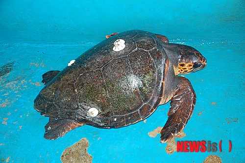 【태안=뉴시스】박상록 기자 = 17일 오후 11시께 충남 태안군 소원면 모항항 인근 바다에서 폐그물에 걸려 있던 대형 바다거북이(체장 100cm 폭 60cm 무게 70kg 나이 120~130살 추정) 수컷 1마리가 태안해경에 의해 구조돼 바다에 방류됐다. 2013.07.18 (사진=태안해양경찰서 제공)&nbsp;&nbsp; park2223@newsis.com&nbsp; 