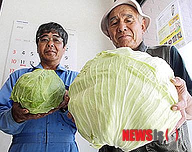 【서울=뉴시스】15일 사진 공유 사이트인 'imgur'에 올라온 일본 후쿠시마(福島)원전 인근 지역에서 출현한 거대 양배추 사진. <사진 출처 :ABC 뉴스 웹사이트> 2013.07.19 