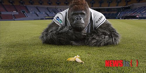 【서울=뉴시스】김정환 기자 = 250억원 대작 ‘미스터 고’가 개봉 이후 첫 토요일에 상영 규모를 축소당하는 굴욕을 겪었다.&nbsp; 영화진흥위원회 통합전산망에 따르면, ‘미스터 고’는 20일 720개관에서 3332회 상영되는데 그쳤다. 전날에는 788개관에서 3636회에 상영했다.&nbsp; 경쟁작인 브루스 윌리스(58) 캐서린 제타 존스(44) 앤서니 홉킨스(76) 이병헌(43)의 할리우드 액션 ‘레드: 더 레전드’(감독 딘 패리소트)와 설경구(45) 정우성(40)의 스릴러 ‘감시자들’(감독 조의석·김병서)은 모두 상영 규모가 커졌다.&nbsp; ‘레드’는 726개관 3455회으로 전날 594개관 2816회보다 덩치를 키웠다. ‘감시자들’ 역시 623개관 3089회로 전날 606개관 2980회에서 소폭 증가했다.&nbsp;&nbsp; 특히 ‘레드’는 개봉일인 18일 496개관 2288회에 그쳤다. ‘미스터 고’가 하루 먼저 개봉하면서 840개관 4153회 상영된 것과 비교하면 푸대접이었다. 18일에도 ‘미스터 고’는 835개관에서 3909회 상영돼 규모면에서 ‘레드’를 압도했다. 그러나 이날 관객은 ‘레드’ 13만1463명, ‘미스터 고’는 7만6070명에 머물렀다.&nbsp;&nbsp;&nbsp; 20일 ‘레드’는 상영 규모 확대에 힙입어 32만8830명을 끌어 1위를 고수했다. 누적관객은 63만7682명으로 불어났다. ‘감시자들’은 23만4552명을 앉혀 2위를 지켰다. 3일 개봉 이후 누적관객은 436만8892명에 달한다. ‘미스터 고’는 상영 규모까지 줄어들면서 22만3910명을 모으는데 그치며 3위에 머물렀다. 누적관객은 51만6489명이다. 18일 ‘레드’ 개봉과 함께 형성된 1~3위 구도가 3일 연속 이어졌다.&nbsp; ‘미스터 고’는 개봉일에 예상과 달리 개봉 3주째로 접어든 ‘감시자들’에 밀려 2위에 그쳤고, 18일 ‘레드’가 개봉하자 1위로 올라서기는 커녕 오히려 3위로 내려앉으면서 흥행에 적신호가 켜졌다. ‘미스터 고’를 투자 배급한 쇼박스는 청소년과 가족 관객이 몰려나올 주말에 역전 승부를 펼칠 것으로 기대해왔다.&nbsp; 그러나 그나마도 극장들이 지나칠 정도로 냉정하게 상영 규모를 줄여버리면서 급제동이 걸리게 됐다. 또 ‘레드’, ‘감시자들’이 ‘15세 관람가’ 등급임을 앞세워 청소년 관객들을 데려가버리고, 25일 개봉 예정인 할리우드 만화영화 ‘터보’(감독 데이비드 소런)가 유료 상영을 명목으로 선개봉하며 가족 관객을 끌어간 것도 불리하게 작용했다.&nbsp; 개봉 전 영화계에서는 CJ E&M과 같은 계열인 CJ CGV나 롯데 엔터테인먼트가 보유한 롯데시네마가 ‘미스터 고’를 견제한다는 말도 나돌았다. 그러나 거액을 들인 국내 첫 풀 3D 영화, 아시아 최초 디지털 캐릭터 주인공, 히트작 제조기 김용화(42) 감독의 신작 등 기대 요소들이 주목받으면서 미디어를 장악한 영화의 개봉 후 첫 토요일인 것이나 역시 멀티플렉스 극장 체인이 없는 배급사 NEW의 ‘감시자들’이 개봉 이후 세 번째 토요일에 상영 규모를 오히려 키운 것으로 볼 때 합당한 이유라고 보기 힘들어졌다.&nbsp;&nbsp; ‘미스터 고’는 티켓값이 비싼 3D가 중심이 되는 영화임에도 누적 수입도 37억4239만3500원에 그치고 있다. 하루 늦게 개봉한 2D 영화 ‘레드’의 누적 수입은 45억9616만2638원이다.&nbsp; ace@newsis.com