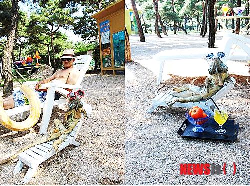 【고양=뉴시스】이경환 기자 = 25일 오전 경기 고양시 소재 테마동물원 쥬쥬의 이구아나가 사육사와 함께 일광욕을 즐기고 있다 2013.07.25.(사진=쥬쥬동물원 제공)&nbsp;&nbsp; lkh@newsis.com