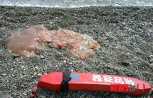 【울산=뉴시스】장지승 기자 = 27일 오전 울산 북구 정자해변에 독성이 있는 '노무라입깃해파리'가 발견돼 해양경찰이 해파리를 제가하고, 피서객에게 주의를 당부하는 등 소동이 일어났다. 울산해경은 해수온도 상승에 따라 아열대성 독성해파리가 자주 출현할 것으로 보고 순찰을 강화키로 했다. 2013.07.27. (사진=울산해양경찰서 제공)&nbsp; jjs@newsis.com