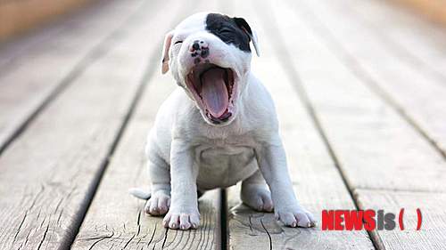 【서울=뉴시스】개 주인을 따라 하품하는 강아지. 개 주인이 하품하면 개에게 하품이 전염돼 개도 따라 하품한다는 사실을 과학적으로 증명한 연구 결과가 나왔다고 영국 언론 더 스카이가 8일(현지시간) 보도했다. 일본 도쿄대학의 테리사 로메로 교수진이 개가 주인을 따라 하품하며 이는 개가 주인 감정을 맞춰주기 위한 것으로 추정했다. (사진 출처: 더 스카이 인터넷판) 2013.08.10