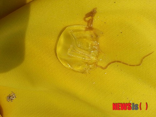 【제주=뉴시스】장재혁 기자 = 지난 10일 오후 2시 20분께 제주시 함덕서우봉 동쪽 해변에서 10명의 해파리 쏘임 환자가 발생한데 이어 오후 4시 10분께 6명의 쏘임 환자가, 오후 7시 50분께에는 10명이 해파리에 쏘이는 등 함덕서우봉 해변에서만 하루 동안 26명의 피서객이 라스톤입방해파리에 쏘였다. 2013.08.11. (사진 = 제주해양경찰서 제공)&nbsp; jjhyej@newsis.com 