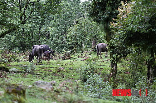 【서울=뉴시스】하도겸 박사의 ‘히말라야 이야기’ <25>&nbsp; 국립민속박물관은 올해 계사년 입춘(2월4일)을 맞이해 1월 31일과 2월 4일 양일간 입춘 세시행사를 진행했다. 박물관 중앙로비에서 관람객에게 입춘첩을 직접 써서 나누어주는 한편 전통한옥인 오촌댁 대문에 입춘첩 붙이기를 시연했다.&nbsp; 국립민속박물관 학예연구사 galmun@hanmail.net 