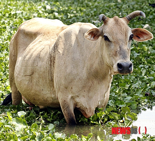 【서울=뉴시스】원추의 '오늘의 운세' 2013년 8월27일 화요일 (음력 7월21일·을축)&nbsp; ▶쥐띠 = 두 사람의 마음이 화합한다면 그 누구의 반대도 장애가 될 수 없다. 검은색은 마음을 어둡게 한다. 사업에서 행운을 얻으려면 잠잘 때 머리방향을 남쪽이나 서쪽으로 바꿔라.&nbsp; ▶소띠 = 일은 저질렀으나 여의치 않다. 둘이서 좋아한다고 많은 눈을 피할 수는 없다. 6·7·10월생은 먼눈이 무섭다는 것을 알아라. 아는 길도 물어서 가야 할 수다. 자만심을 버리고 열심히 씨를 뿌리면 노력한만큼 수확이 있을 것이다.&nbsp; ▶범띠 = 세상사 모든 일이 마음같이 되지 않으니 심신이 고달프다. 점차 순조롭게 풀리겠으니 자신을 비관 말고 다시 시작하라. 애정은 돌 위에 나무를 심는 것과 같이 답답하고 어렵다. ㅇ·ㅊ·ㅎ성씨 마음을 열고 받아들여라.&nbsp; ▶토끼띠 = 상당한 어려움을 겪으면서도 평안을 찾아 나가는 운이다. 여자를 멀리해야 모든 일에 질서가 잡힐 수 있다. 다른 곳으로 신경을 쓰면 잘 되던 일도 고전할 수다. 4·5·12월생 사업도 가정도 갈등이 심각하다. 가정을 지킬 것.&nbsp; ▶용띠 = 승산도 없는 일에 매달려서 세월을 낭비만 하니 마음이 초조하다. 말로만 변동하고 실천을 못 하니 진퇴양난에 놓인 격. 사랑 나무에 싹도 트고 꽃이 피었으나 자신의 나무가 아니므로 보는 것만으로 만족. 2·8·12월생 욕심으로만 일 처리 말 것.&nbsp; ▶뱀띠 = 근심이 있다. 가족이 화합해 어려움을 대처하라. 3·6·7월생은 인정에 끌리면 가정에 파탄이 생길 수 있다. 내 사람이다 생각되면 꼭 잡아라. 잡아도 달아나려 한다. 한 번쯤 자신을 뒤돌아 볼 때이다.&nbsp; ▶말띠 = 혼자서는 생활이 안 된다. 1·9·11월생을 꼭 잡아라. 현재 있는 자리는 혼자 있는 자리다. ㄱ·ㄴ·ㅅ성씨 지능은 충분하나 용기가 부족한 게 흠이다. 상대가 떠나가는 격. 인내와 냉철한 판단으로 마음을 안정해라.&nbsp; ▶양띠 = 개인적으로 감당하기 힘든 일들이 생길 수다. 내가 가야 할 길을 가고 있는지 점검해 보고 가는 것도 필요할 때다. 세상에서 본인만큼 자신을 잘 아는 사람은 없다. 1·6·7월생은 혼자 힘으로는 힘들다.&nbsp; ▶원숭이띠 = 한번 실수로 열등감을 갖게 되면 다른 일은 시작도 할 수 없게 된다. 용기있는 사람만이 성취할 수 있다. 인정에 끌려 마음에 내키지도 않는 일을 하면 후회하게 된다. 음식이나 제품업에 종사하면 길한 운. 북쪽, 남쪽에 길운.&nbsp; ▶닭띠 = 본인이 생각해봐도 급한 성격이다. 변덕도 심할 것이다. 당신을 사랑하는 사람은 묵묵히 참아왔다. 성급한 성격을 버리고 따뜻하게 상대를 사랑하라. 맞벌이 부부로서 사업에 박차를 가하나 자금조달에 힘들 때다. 서쪽 길.&nbsp; ▶개띠 = 아무리 노력해도 형제들과 화합하지 않으니 만나면 서로 언쟁에 휩싸인다. 부부간 무능력이 스트레스를 쌓고 우울증에 시달릴 염려 있다. 유념하라. 약이 되는 건 서로에 대한 이해심뿐이다. 전자·음식계통 사업은 길. 판매직 변동수.&nbsp; ▶돼지띠 = 무엇이든지 독점하려는 욕심이 앞서면 주위의 눈총을 받게 된다. 양보하는 자세가 필요하다. 아내에게 진실한 마음으로 배려해야 화목한 가정이 된다. 서로의 이해가 필요한 시기. 떠날 사람 잡는다고 다 오는 건 아니다. 소·개·말띠면 기권하라.&nbsp; 구삼원 원장 02-959-8493, 010-5584-9393 