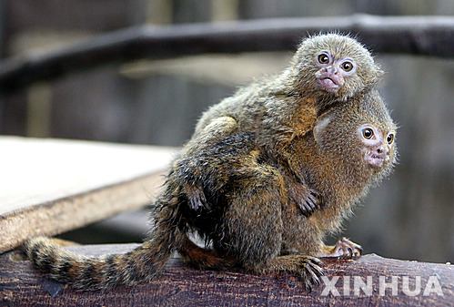 【홍콩=신화/뉴시스】스웨덴과 갈등을 빚고 있는 사우디아라비아가 스웨덴에서 넘겨받기로 한 세계 제일 작은 원숭이 피그미 마모셋의 입국을 막아 외교 마찰을 확산시킬 것으로 전망된다. 사우디 입국관리 당국은 스톡홀름 스칸센 동물원에서 사우디의 리야드 동물원으로 옮겨질 예정이던 4마리의 피그미 마모셋의 입국을 막았다고 지난 8일(현지시간) BBC 등 언론이 전했다. 지난 2013년 9월 5일 홍콩 오션파크 내 동물원에 있는 한쌍의 피그미 마모셋 모습. 2015.04.10