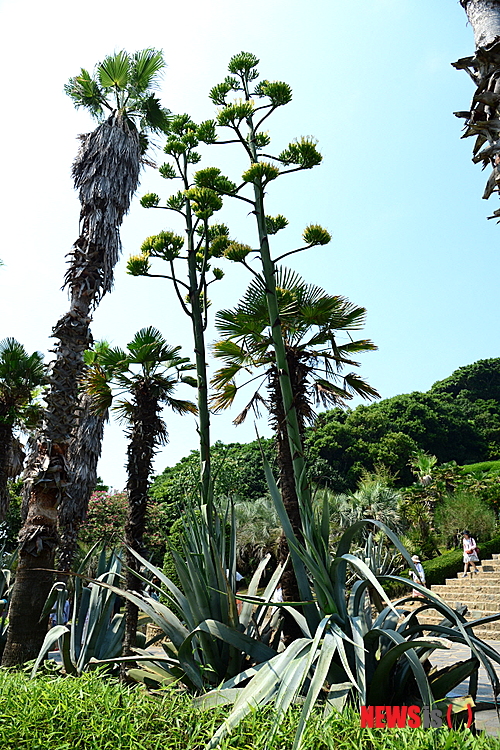 【거제=뉴시스】최운용 기자 = 경남 거제도 관광의 백미는 외도 보타니아다. 섬 속의 섬으로 마치 지중해의 어느 섬을 옮겨 놓은 듯한 풍경이 이채롭다. 장승포항에서 뱃길로 20분 거리에 있는 외도는 천연 동백숲과 선인장, 코코스 야자수, 가자니아, 선야인, 유카리, 병솔, 용설란 등 3000여 종의 수목이 빽빽이 들어서있다.&nbsp; yong4758@newsis.com