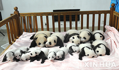【청두(중 쓰촨성)=신화/뉴시스】23일 중국 쓰촨(四川)성 청두(成都)의 판다번식연구기지에서 14마리의 새끼 판다들이 침대 위에 누워 있다. 이날 이날 이들이 대중에 공개해 화제가 되고 있다. 2013.09.24 