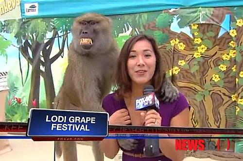 【서울=뉴시스】미국에서 영화에 출연해 유명세를 얻은 개코원숭이 '미키'가 방송 중이던 리포터의 가슴을 움켜쥐는 돌발 행동을 했다.(사진출처: 미러)