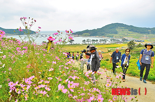 【목포=뉴시스】박상수 기자 = 목포대 도서문화연구원은 지난 28일부터 29일까지 1박2일의 일정으로 70여 명이 참여한 가운데 전남 완도 청산도 섬여행을 성황리에 마쳤다고 30일 밝혔다. 사진은 코스모스 핀 슬로시티 청산도 길을 참가자들이 걷고 있다. 2013.09.30. (사진=목포대 도서문화연구원 제공) photo@newsis.com