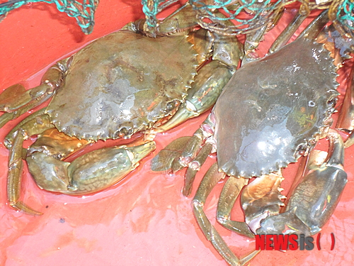 【부산=뉴시스】허상천 기자 = 부산시 강서구 녹산·신호일대와 가덕도 어민들이 올해 부산청게(톱날꽃게·사진)와 보리새우 풍년으로 즐거운 비명을 지르고 있다. 2013.10.08. (사진 = 수산자원연구소 제공)&nbsp; photo@newsis.com