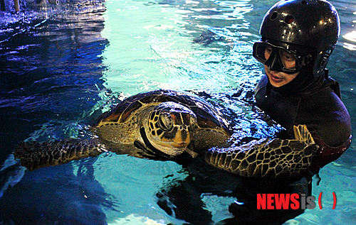 【부산=뉴시스】하경민 기자 = 부산아쿠아리움은 해양수산부와 함께 지난해 6월 말 경남 거제 이수도 부근 해역에서 구조된 푸른바다거북 '동북이'를 17일 오후 2시께 부산 해운대 앞바다에 방류한다.&nbsp; 사진은 부산아쿠아리움 아쿠아리스트와 함께 재활훈련을 하고 있는 동북이의 모습. 2013.10.16. (사진=부산아쿠아리움 제공)&nbsp; yulnetphoto@newsis.com