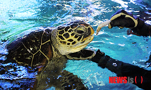 【부산=뉴시스】하경민 기자 = 부산아쿠아리움은 해양수산부와 함께 지난해 6월 말 경남 거제 이수도 부근 해역에서 구조된 푸른바다거북 '동북이'를 17일 오후 2시께 부산 해운대 앞바다에 방류한다.&nbsp; 사진은 부산아쿠아리움 아쿠아리스트의 도움을 받아 먹이를 먹고 있는 동북이의 모습. 2013.10.16. (사진=부산아쿠아리움 제공)&nbsp; yulnetphoto@newsis.com