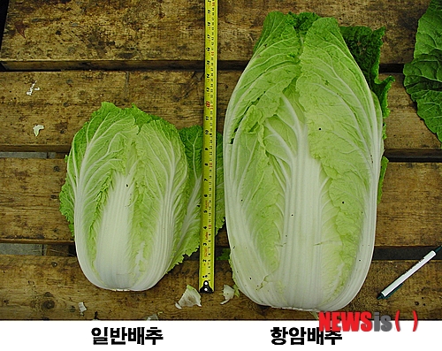 【증평=뉴시스】강신욱 기자 = 충북 증평군 도안면 제일종묘농산은 미국에 종자를 수출한 일명 '항암배추' 작황이 올해 현지에서 풍작을 이루면서 항암배추가 일반 배추보다 크기가 2배가량 크다고 23일 밝혔다. 2013.10.23. (사진=제일종묘농산 제공)&nbsp; photo@newsis.com 