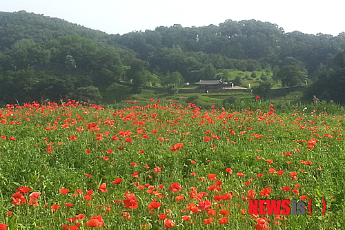 ▲ 지난 여름 미름섬에 핀 꽃양귀비 사진. 