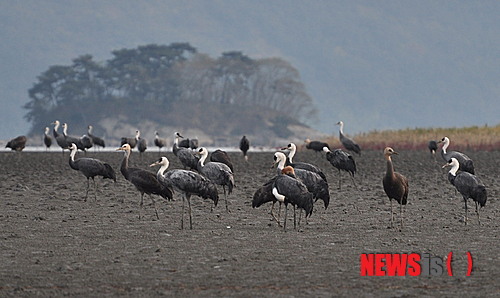 【순천=뉴시스】김석훈 기자 = 전남 순천시는 6일 현재 순천만갯벌에 흑두루미 511마리, 재두루미 2마리, 큰고니 8마리, 오리 5000 마리 등 다양한 겨울철새들이 찾아와 생태관광객들을 반기고 있다고 밝혔다. 2013.11.06. (사진=순천시청 제공) kim@newsis.com