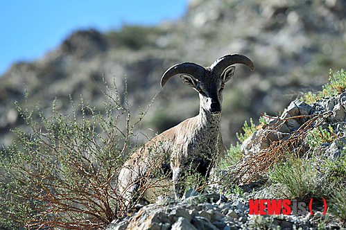 【서울=뉴시스】원추의 '오늘의 운세' 2013년 11월13일 수요일 (음력 10월11일·계미) ▶ 쥐띠 부부 금실을 점차 키워 가면 재물은 저절로 따라온다. 호화롭게 사는 것 보다는 따뜻한 정을 주고받는 것이 인생에 있어 더 부가가치가 높다. ㅅ·ㅂ·ㅁ성씨의 3·7·9월생은 금전으로 인해 고통이 따르겠다. ▶ 소띠 사랑하는 사람과 사귀다가 갑자기 멀어지는 이치를 알아야 한다. 언행을 조심하고 자기수양에 힘써야 할 때. 상사의 총애에 마음이 들뜨더라도 자만에 빠지지 마라. ㄱ·ㅊ·ㅇ성씨 서두르지 말고 겸손하라. ▶ 범띠 여자 돈은 쓰지 마. 구설수가 있고 가정불화의 원인이 되겠다. 경제적으로 어렵더라도 경솔한 처사는 금물. 그 돈을 갚지 않으면 더 큰 것을 잃게 되고 후회의 눈물 흘릴 듯. 남의 말을 귀담아들어라 3·5·9월생 주의. ▶토끼띠 한 번에 두세 가지를 생각하면 본인을 지치게 할 뿐이다. 땀의 결실만 기대하고 그 이상은 탐하지 마라. 돌다리도 두드리면서 건너야 하는 시기로서 침착하게 한 가지 일에만 전념하라. ▶용띠 타산지석이란 말을 명심하라. 지금은 자신의 충성심이 보이지 않으나 주변 사람들에 의해서 빛을 발하게 된다. 내 일이 아니라고 가볍게 여겨서는 손해가 크다. 4·8·11월생 득이 없는 일로 항상 분주하구나. 그러나 나중에 좋은 일이 있겠다. ▶뱀띠 사업은 시작만 하면 성취할 운이다. 본인의 섬세한 성격이 일에 여실히 드러나 주위 사람들에게 감동을 준다. 2·7·9월생 사랑엔 왠지 자신이 없어 상대방의 마음을 못 잡아 방황하는 격. 모험이나 투기는 절대로 삼가. ▶ 말띠 좋은 기회를 놓치면 매번 허황한 꿈만 꾸게 된다. 기회는 기약 없이 온다. 서로 잘해보기로 한 것을 망각하고 약속이행을 못 하면 결국 불신만 받게 됨을 알라. 5·7·8월생 처신을 바르게 해야 한다. ▶ 양띠 과거의 고난을 거울삼아 현실에 충실하는 것이 현명한 사람이 사는 법. 고난을 헤쳐 온 끈질긴 근성으로 매사에 임한다면 삶의 어려움도 스스로 모두 해결할 수 있다. 1·6·9월생 사랑하는 가족을 위해 성실하게 사는 것이 최선임을 알라. ▶ 원숭이띠 산 넘어 산이 있듯이 뜻이 있으면 길도 있다. 마음먹은 일이 지연된다고 초조해하지 마라. 동북쪽에 귀인을 만나 새로운 기반을 만들어야 할 때. 지성이면 감천이란 말을 명심하고 좌절을 극복하는 힘을 키워야 할 때. ▶ 닭띠 자신 있게 삶을 살아라. 긍지를 가지고 노력한다면 어떤 것도 불가능한 일이 없다. 애정이 있는 상대에게 사랑 표현이 필요한시기. 2·8·9월생 사랑하는 사람 울리지 마라. ▶ 개띠 본인 스스로 아무리 잘났다고 생각한 들 다른 사람이 인정해 주지 않으면 자만에 빠지는 것밖에 되지 않으니 마음을 다스려라. 1·7·11월생은 남녀문제를 확실히 해야 한다. 구설로 인하여 자신의 자리가 위태로울 듯. ▶ 돼지띠 자신의 단점을 빨리 인식하고 가족들에게 걱정을 끼치지 않는 것이 가장 좋은 방법이다. 내연의 관계가 있다면 빨리 정리하는 것이 상책임을 알라. ㅂ·ㅊ·ㅇ성씨 스스로 마음을 다스리고 가정을 돌볼 때 사업도 대성할 수 있다. 구삼원 원장 02-959-8493, 010-5584-9393