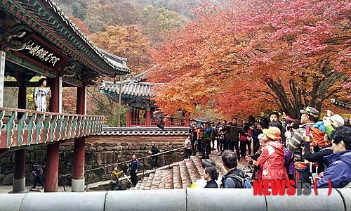 【정읍=뉴시스】김종효 기자 = 12일 전북 정읍시는 내장산을 배경으로 가수 김용임 씨의 노래 '내장산'의 뮤직비디오가 지난 5일과 6일 내장산국립공원 일원에서 촬영됐다고 밝혔다. 가수 김용임 씨의 노래 '내장산'의 뮤직비디오가 내장사 경내에서 촬용되고 있느 모습. 2013.11.12. (사진 = 정읍시 제공)&nbsp; photo@newsis.com