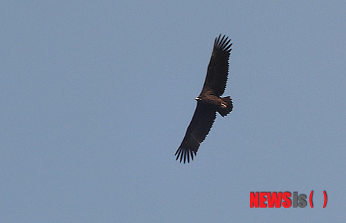 【화순=뉴시스】구용희 기자 = 지난 1일 국립공원 무등산 권역 화순 안양산 일원에서 발견된 천연기념물 243-1호이자 멸종위기 2급인 독수리. 이 지역에서는 최근 20∼30마리의 독수리가 목격돼 관심을 모으고 있다. 2013.12.02 (사진 = 무등산국립공원동부사무소 제공)&nbsp;&nbsp; persevere9@newsis.com