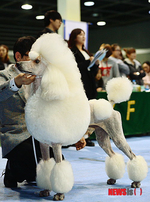 【서울=뉴시스】 박문호 기자 = 8일 오후 서울 서초구 양재 aT센터에서 열린 ‘2013 서울 FCI 국제 도그쇼’에 출전한 푸들이 순서를 기다리고 있다. 2013.12.08.&nbsp; go2@newsis.com 