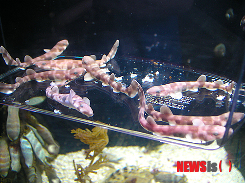 【부산=뉴시스】하경민 기자 = 해양수산부와 부산아쿠아리움은 어시장에서 흔히 볼 수 있는 버려지는 알들을 수거해 인공 번식한 '두툽상어'(학명 Scyliorhinus torazame) 치어 150여 마리를 국내 최초로 부산 해운대 바닷가에서 10일 오후 2시께 방류한다고 9일 밝혔다. 사진은 두툽상어 치어의 모습. 2013.12.09. (사진=부산아쿠아리움 제공)&nbsp; yulnetphoto@newsis.com