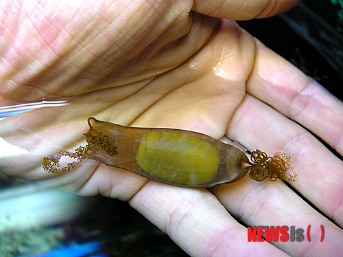 【부산=뉴시스】하경민 기자 = 해양수산부와 부산아쿠아리움은 어시장에서 흔히 볼 수 있는 버려지는 알들을 수거해 인공 번식한 '두툽상어'(학명 Scyliorhinus torazame) 치어 150여 마리를 국내 최초로 부산 해운대 바닷가에서 10일 오후 2시께 방류한다고 9일 밝혔다. 사진은 두툽상어 알 모습. 2013.12.09. (사진=부산아쿠아리움 제공)&nbsp; yulnetphoto@newsis.com