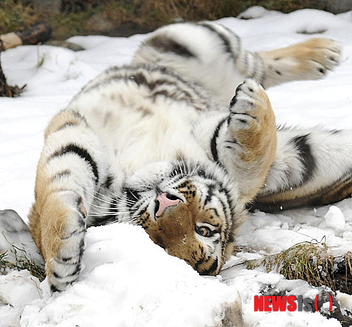 【서울=뉴시스】원추의 '오늘의 운세' 2013년 12월14일 토요일 (음력 11월12일·갑인)&nbsp; ▶쥐띠 = 급한 마음을 느긋한 자세로 달래며 노력하라. 복잡한 일은 잊어버리고 새롭게 각오할 때 서서히 운이 열린다. 사람을 너무 믿는다든지 자존심을 지나치게 세우면 당신만 비참해진다. 마음을 다스리며 잠시 근신함이 좋을 듯.&nbsp; ▶소띠 = 남을 의심하는 것은 자신도 진실하지 못하다는 증거이다. 나 하나만 생각해 남에게 부담을 주면 그 사람은 속으로 눈물을 흘린다는 것을 알아야 한다. 받을 것만 생각말고 남에게 줄 것도 생각하라.&nbsp; ▶범띠 = 사소한 일로 감정이 앞서면 큰일을 그르칠 수 있다. 침착하게 마음을 다스려라. 얼마 동안만이라도 살얼음 위에 서 있는 것처럼 조심조심함이 좋을 듯. 3·5·7월생 무모하게 승부를 가리는 일은 미련하다.&nbsp; ▶토끼띠 = 벼는 익을수록 고개를 숙인다고 했듯이 겸손한 자세로 사물을 보는 안목을 기를 때 비로소 좋은 일이 찾아온다. ㅇ·ㅁ·ㅂ성씨는 말로만 하지 말고 갚을 것 시간 끌지 말고 갚아라. 큰 화가 오겠다.&nbsp; ▶용띠 = 지금은 현상 유지에 만족하고 더 큰 것을 바라지 마라. 마음에 여유를 갖는다면 사업은 순조롭다. 다른 사람이 마음 상하지 않을까 늘 생각하라. 3·5·9월생은 애정문제로 갈등이 있겠으니 화합하는 자세가 필요함.&nbsp; ▶뱀띠 = 그동안 어려움이 많았지만 서서히 일이 풀려서 나중에는 더 큰 기쁨이 온다. 급한 마음을 버리고 차분하게 마음을 가라앉혀라. 내실을 기하는 것이 최상이다.&nbsp; ▶말띠 = 과거는 과거대로 묻어두고 오직 희망을 가지고 새로운 목표를 향해 가라. 새롭게 꿈을 키울 때다. 이치에 맞지 않는 행동만 조심한다면 소망을 이루겠다. 지금 있는 것을 수리하는 것은 좋으나 확장은 힘에 겨울 듯. ㅂ·ㅇ·ㅎ성씨 무리는 금물.&nbsp; ▶양띠 = 언제나 어려움은 있기 마련이다. 고통을 이기고 나면 원숙해지는 것이 인생이다. 그것을 못 참고 혼자만의 즐거움을 위해 다른 방향으로 가면 불행해진다. 7·8·11월생 가정의 소중함을 알라.&nbsp; ▶원숭이띠 = 자만심을 버리고 겸손한 마음으로 사물을 대하라. 친한 친구 간에 금전문제로 신의가 깨질 우려 있으니 지키지 못할 약속은 삼가라. ㄱ·ㅅ·ㅊ성씨 사업만 생각말고 가정에도 신경을 써야 할 때.&nbsp; ▶닭띠 = 가까운 사람을 미워하게 된다면 그것처럼 불행한 일은 없다. 자기가 한 말에 책임을 져야 할 때. 기분에 따라서 마음이 움직이면 인생도 달라질 수 있으니 중심을 지켜라.&nbsp; ▶개띠 = 계획한 일에 전념할 때다. 남을 비방한다거나 쓸데없는 고집으로 손해를 자처할 필요는 없다. 6·7·9월생 사람을 믿으려면 끝까지 믿고 그를 위해 도와줌이 좋을 듯. 후일 금전도 외로움도 얻게 될 것이다.&nbsp; ▶돼지띠 = 한치 앞을 내다 볼 수 없는 것이 살아가는 이치다. 건강보다 돈에 욕심을 부리는 것은 어리석은 행동이다. 가정에 애착을 가져라. 마음을 다스려라. 북쪽사람 조언은 명약임을 알라.&nbsp; 구삼원 원장 02-959-8493, 010-5584-9393