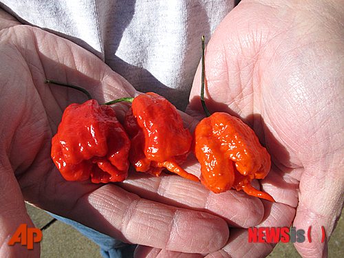 【포트밀=AP/뉴시스】작년 12월12일 자료사진으로 에드 커리가 미국 사우스 캐롤라이나(州) 포트밀에서 자신지 재배한 '캐롤라이나 리퍼'라는 고추를 들어 보이고 있다. 지난달 세계 기록 기네스북은 커리의 고추를 세계에서 가장 매우 고추로 승인했다. 지난 4년 동안 더 매운 고추를 증명한 사람이 나타나지 않아 이 고추가 이번에 기네스북에 올랐다. 2014.01.05