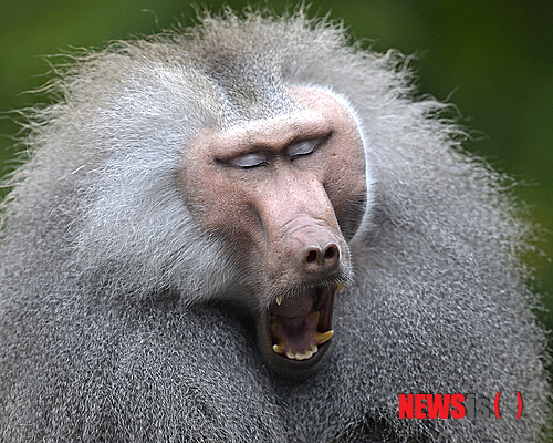 【서울=뉴시스】원추의 '오늘의 운세' 2014년 1월13일 월요일 (음력 12월13일·갑신)&nbsp; ▶쥐띠 = 근면하고 겸손한 성품이라서 동료들 간 관계는 원만하지만 아내와 자녀는 마음에 상처가 크다. 지나치게 자신의 속마음을 드러내지 않는 것이 좋을 듯. 5·7월생은 별거수.&nbsp; ▶소띠 = 무슨 일이든지 감정부터 앞세우지 말고 침착하게 처신함이 좋을 듯. 성급한 행동은 오해를 만든다. 예술인은 인기를 한 몸에 받을 수 있는 절호의 기회가 왔다. 주황색이 돋보인다.&nbsp; ▶범띠 = 순간의 선택으로 인기를 한 몸에 받을 수 있는 기회를 얻었지만 즐거움은 잠시뿐이다. 그 기회를 계속 얻으려면 자만하지 말고 겸손한 자세로 무한히 노력해야한다. 1·4·9월생 입조심.&nbsp; ▶토끼띠 = 총명한 지혜로 어려움을 극복하고 새로운 사업을 구상할 운. 친지와 동업할 수 있는 기회가 온다. 서로 의견충돌만 피하면 좋은 성과 있겠다. 5·8·11월생은 자녀 일로 걱정이 있다.&nbsp; ▶용띠 = 요란스러움 보다는 조용한 가운데 실속이 있다. 현재는 큰 소득이 없지만 남을 위해 베푸니 앞으로 몇 배의 득이 있겠다. 내가 진정 사랑하는 사람과 나를 사랑해줄 사람은 남·동쪽에 있다.&nbsp; ▶뱀띠 = 가지 많은 나무에 바람 잘날 없다고 하듯이 그동안 자녀관계로 마음 졸였던 일이 잘 될 것이며 귀인은 동·북쪽에 ㄱ·ㅍ·ㅊ성씨가 크게 도움을 준다. 늦은 시간에 기쁜 소식 있겠다.&nbsp; ▶말띠 = 뒤로 넘어져도 코가 깨진다는 말도 있듯이 오늘은 어떤 일에도 참견은 금물이다. 사소한 일로 몸을 다친다거나 아니면 오해를 받고 큰 구설수로 마음고생이 있을 듯. 3·7·10월생은 남쪽 길.&nbsp; ▶양띠 = 우연한 만남으로 시작은 좋겠지만 날이 갈수록 서로 간에 갈등이 생기고 불신하게 된다. 신중을 기해서 처신하고 책임지지 못할 말은 하지마라. 2·7·8월생을 조심할 것.&nbsp; ▶원숭이띠 = 주어진 일에 책임을 다해도 인정받지 못하니 답답하지만 인내심으로 꾸준히 노력한다면 곧 호평 듣는 날이 있겠다. 자신의 분수를 알고 내 것이 아니면 눈길도 주지마라.&nbsp; ▶닭띠 = 인고의 세월을 딛고 새로운 삶을 시작하니 어려움이 많다. 진실한 태도로 대인관계를 원만히 하고 감언이설에 속지 않도록 자기중심을 지킨다면 대성할 운.&nbsp; ▶개띠 = 아침에 일어나보니 스타가 되어있더라는 기적 같은 일이 당신에게도 있을 수 있다. 계획한 일을 성실히 진행함으로 평이 높아질 듯. ㅅ·ㅁ·ㅎ성씨는 1·6·11월생에게 관심을.&nbsp; ▶돼지띠 = 급할수록 돌아가라는 말도 있듯이 눈앞에 보이는 것에 욕심부리지 말고 침착하게 매사를 처신하는 것이 좋겠다. 1·10·12월생은 아내와 상의해서 매듭을 풀어라.&nbsp; 구삼원 원장 02-959-8493, 010-5584-9393