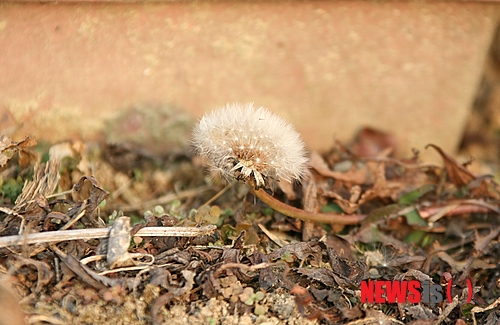 【증평=뉴시스】강신욱 기자 = 4~5월 봄에 피는 대표적인 풀꽃 민들레 꽃씨가 맹추위가 찾아온 13일 충북 증평군 증평읍 남차2리 한 텃밭에서 둥글게 부푼 모습으로 바람에 흩날리고 있다. 2014.01.13.&nbsp; ksw64@newsis.com 